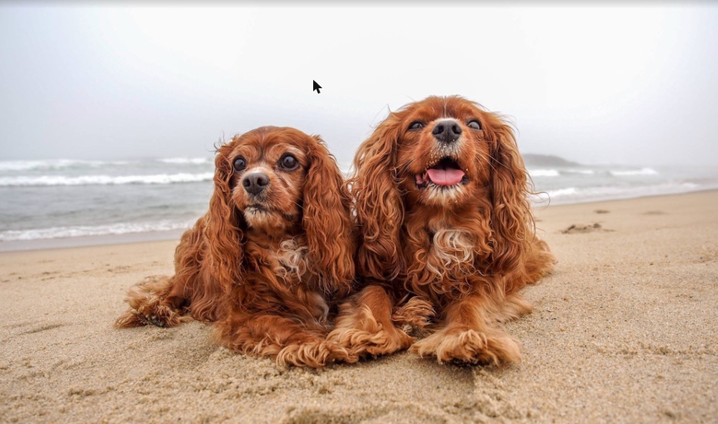 Two ruby Cavaliers lying close together on a foggy beach.