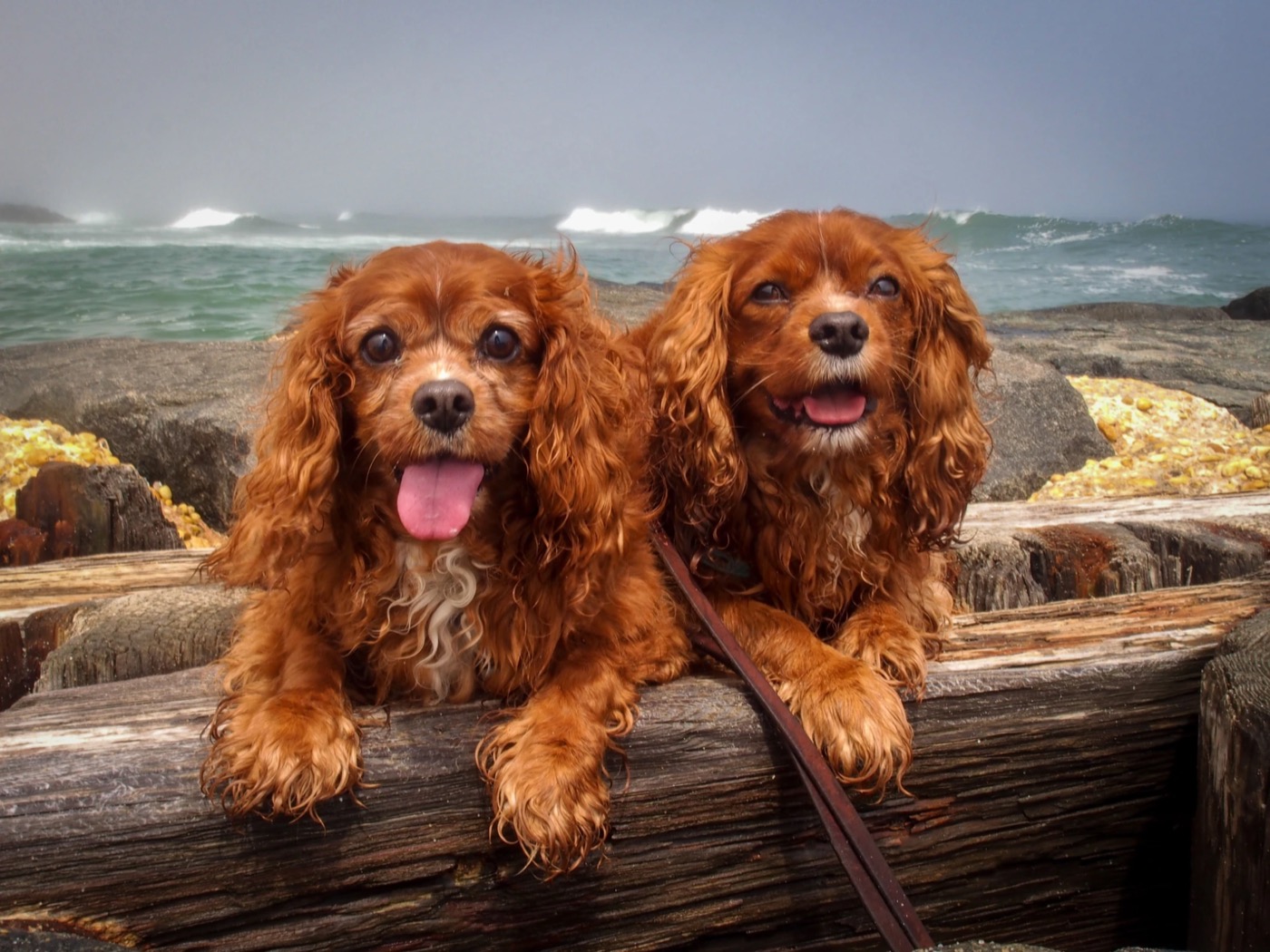 Lucky and Sparky resting their paws on driftwood with big waves behind them.