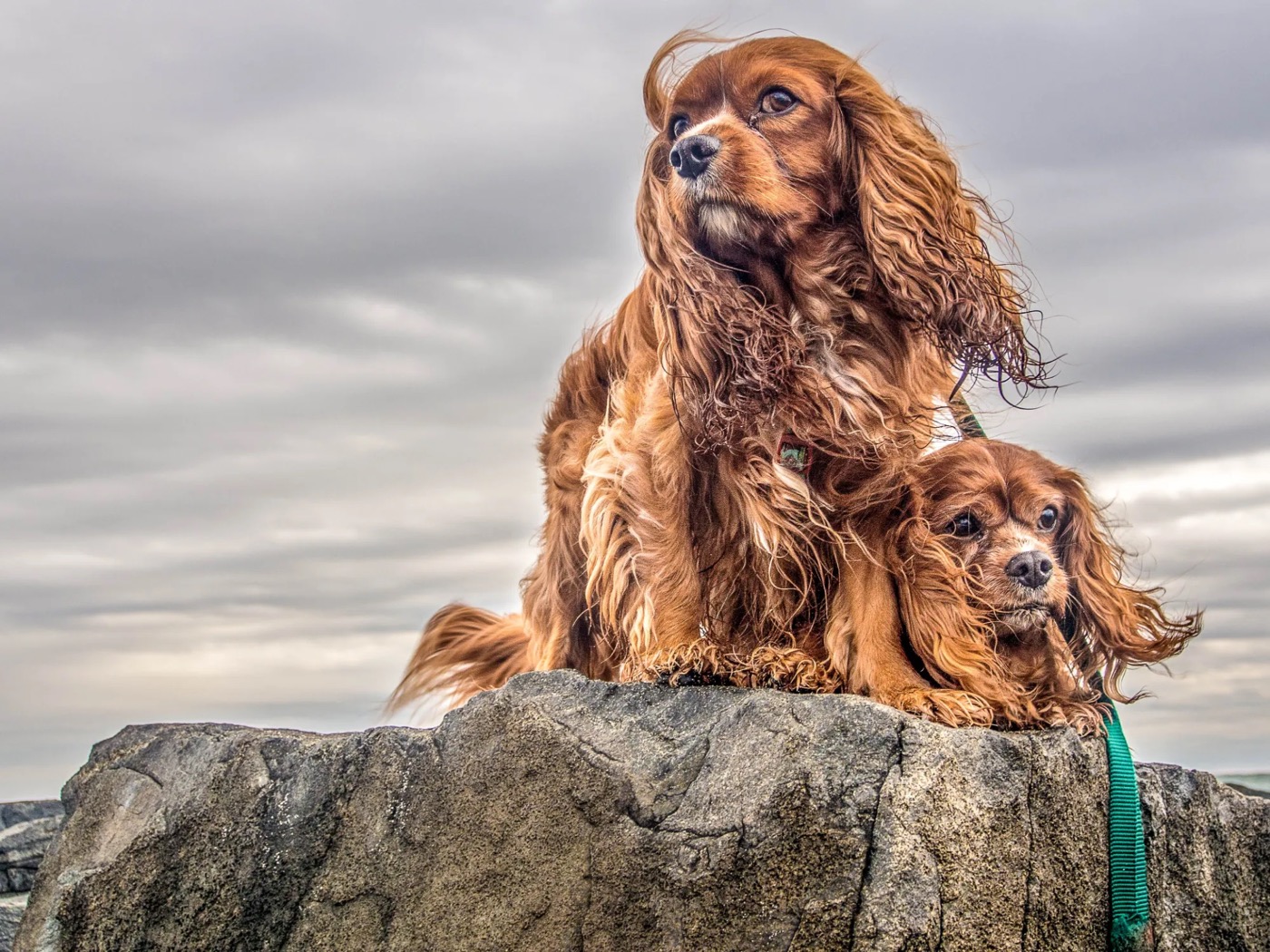 Lucky standing tall on a rock in the wind, with Sparky lying down beside him.