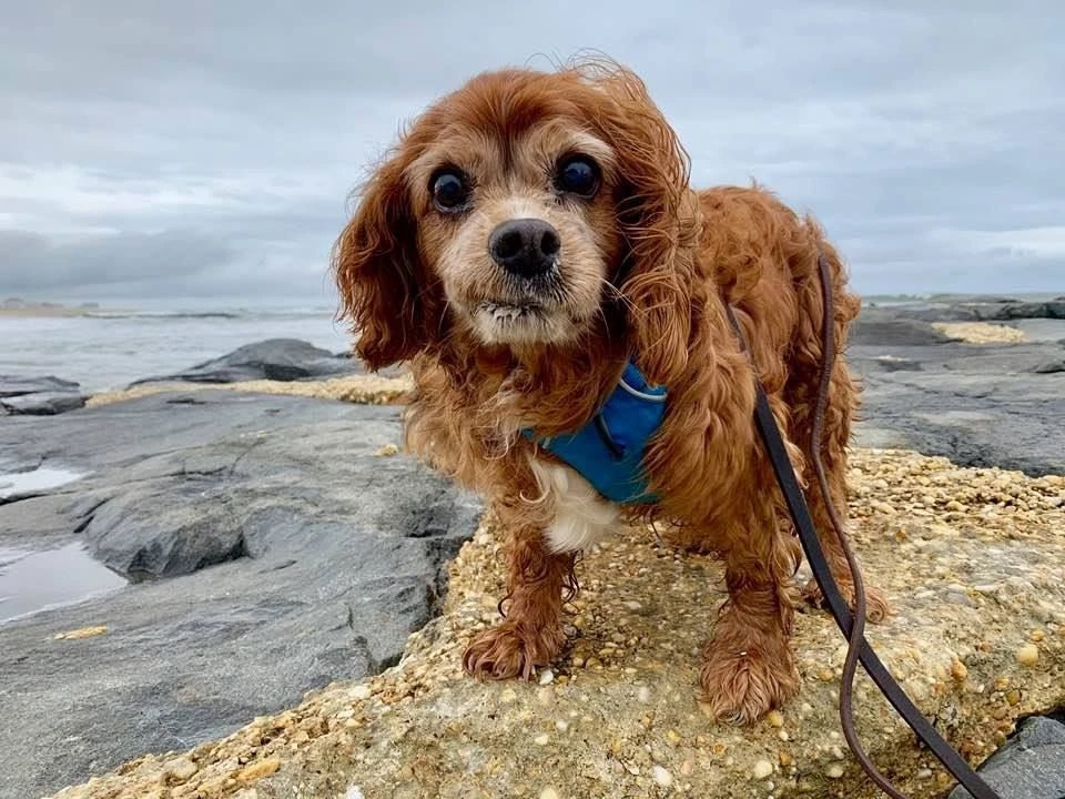 Sparky standing on the beach rocks in his blue harness, ears blowing in the wind.