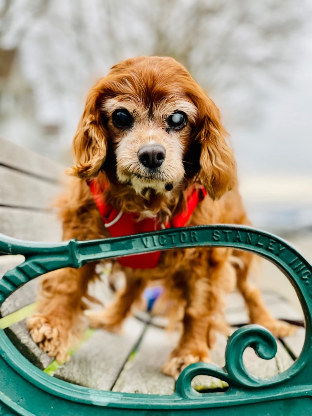 Sparky standing on a park bench behind its green iron arm, one eye cloudy.
