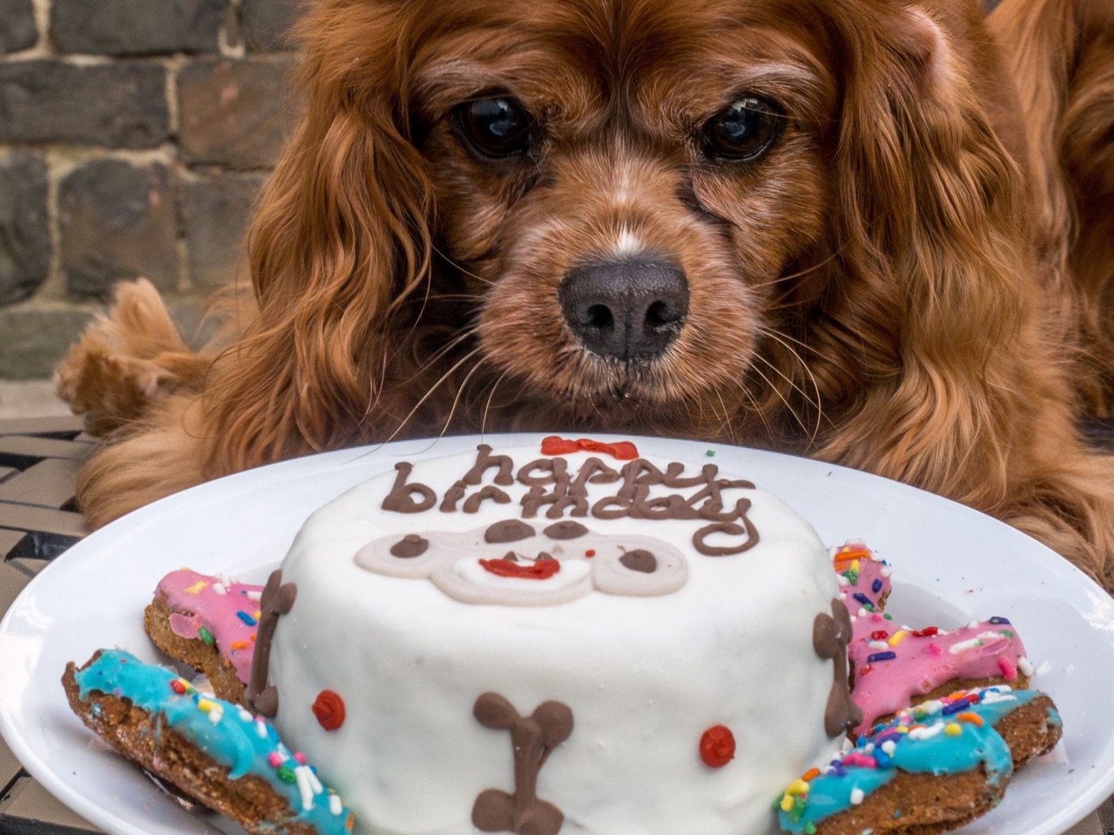 Sparky studying his bone-shaped birthday cake with a very serious face.