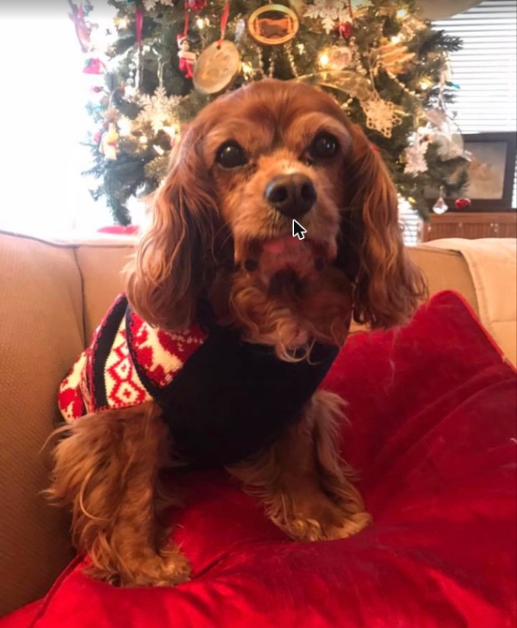 Sparky on the couch in a red and white Christmas sweater, the tree behind him.