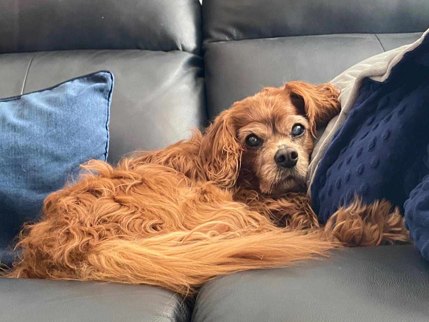 Sparky curled up on a dark leather sofa against navy blankets.