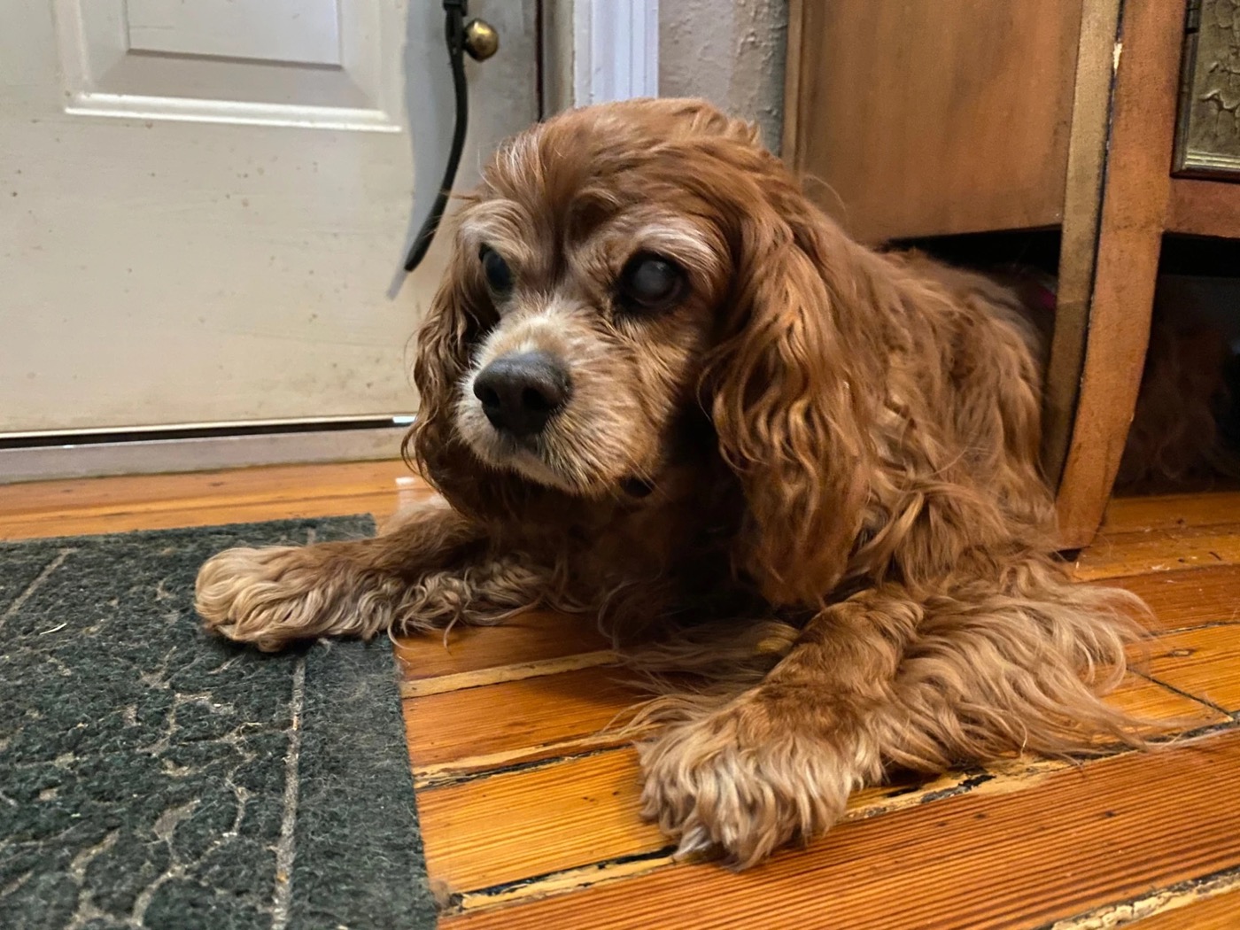 Sparky lying by the front door on the mat, looking to the side.