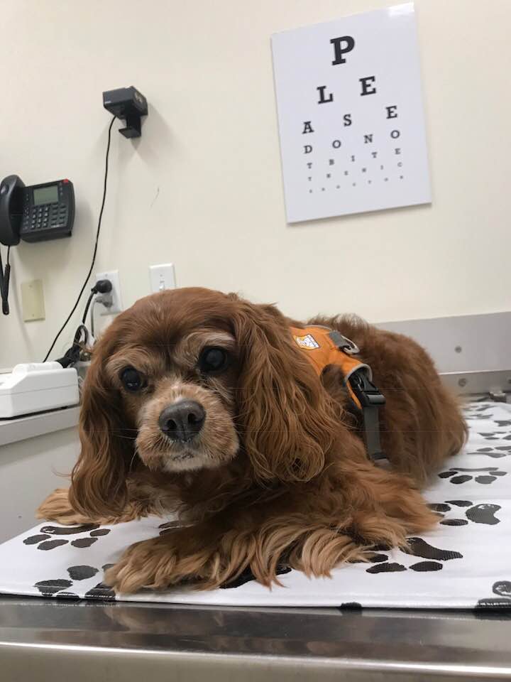 Sparky lying on the exam table at the eye doctor, in an orange harness.