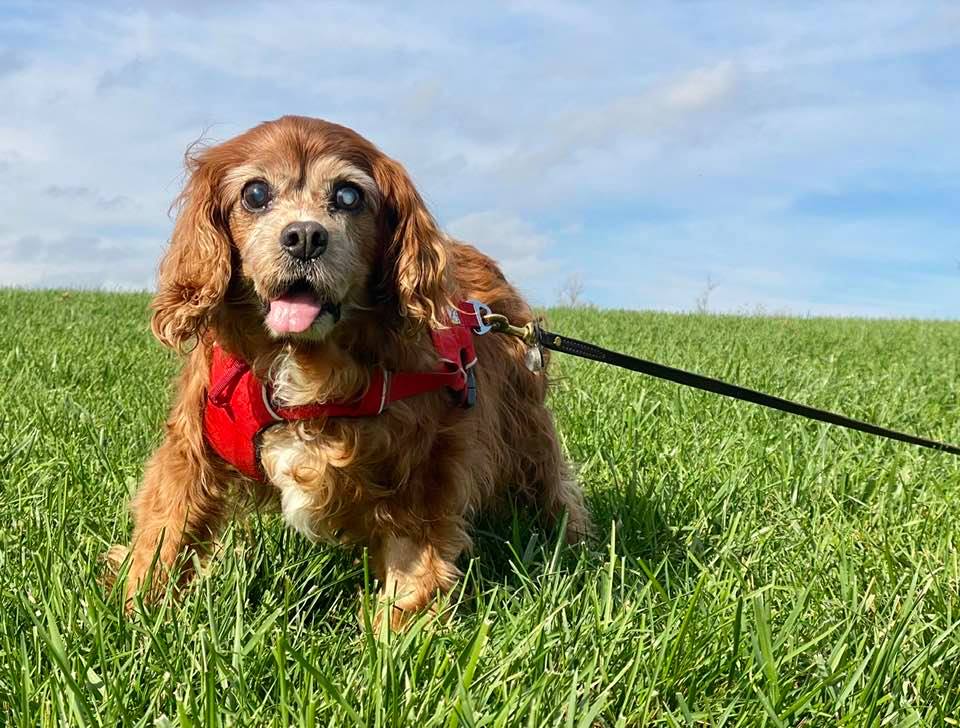 Sparky in a red harness on a bright green hill under a blue sky, tongue out.