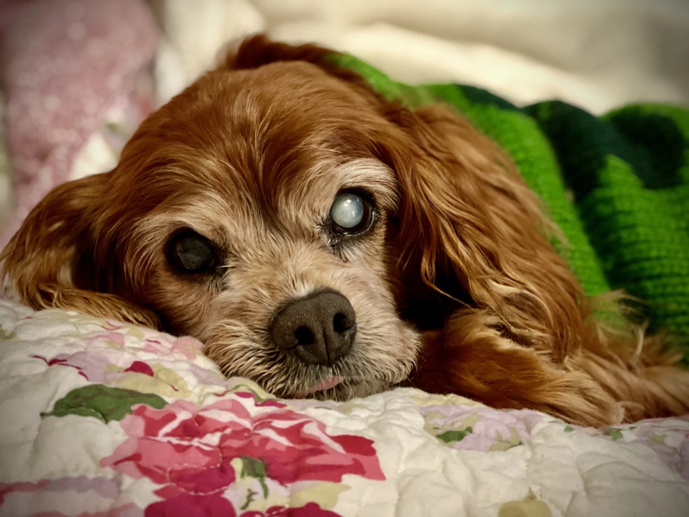 Sparky resting his head on a floral quilt, one eye cloudy.