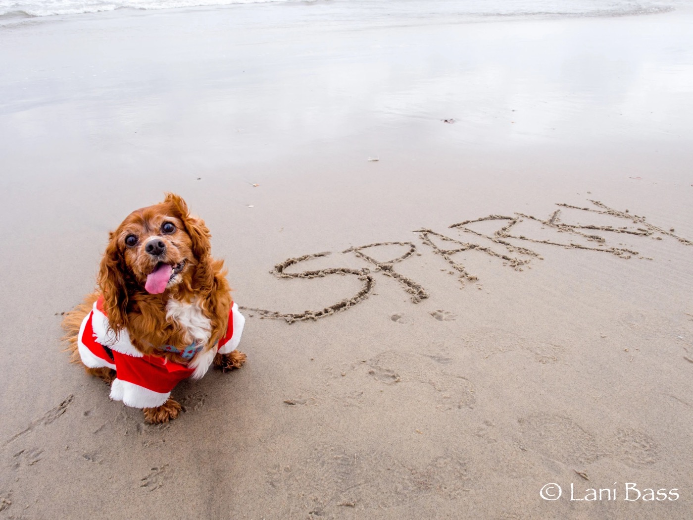 Sparky in a Santa suit on the sand next to SPARKY written in big letters.