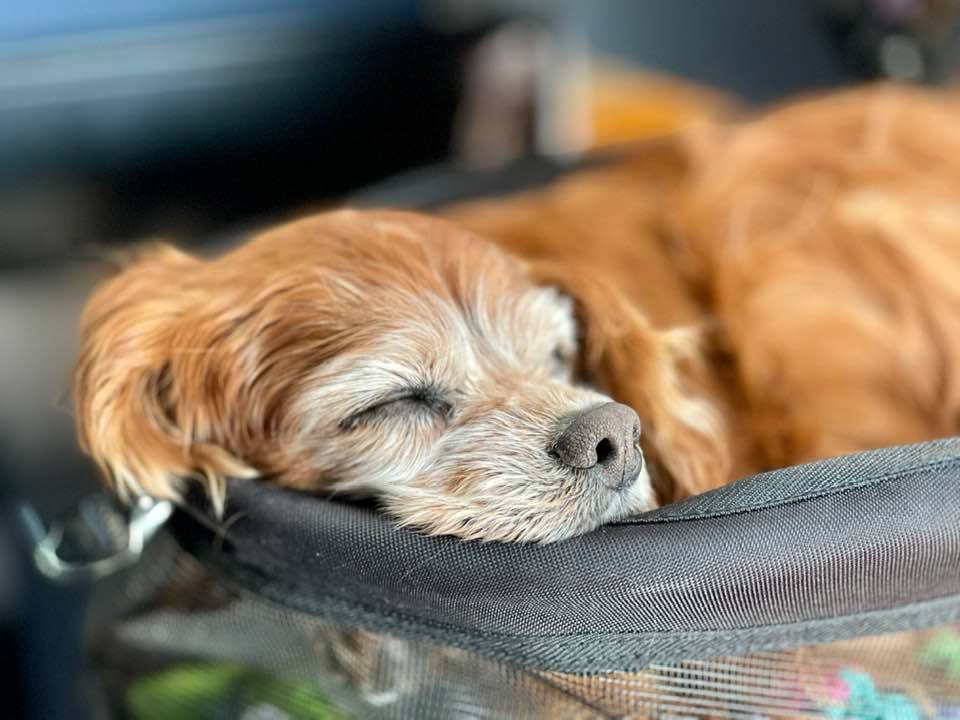 Sparky asleep with his chin on the edge of his stroller.
