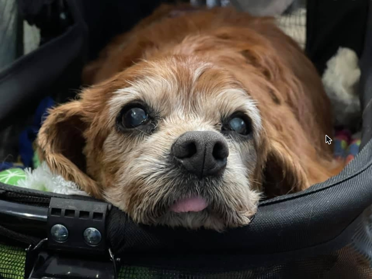 Close-up of Sparky resting his chin on the edge of his stroller, looking right at the camera.